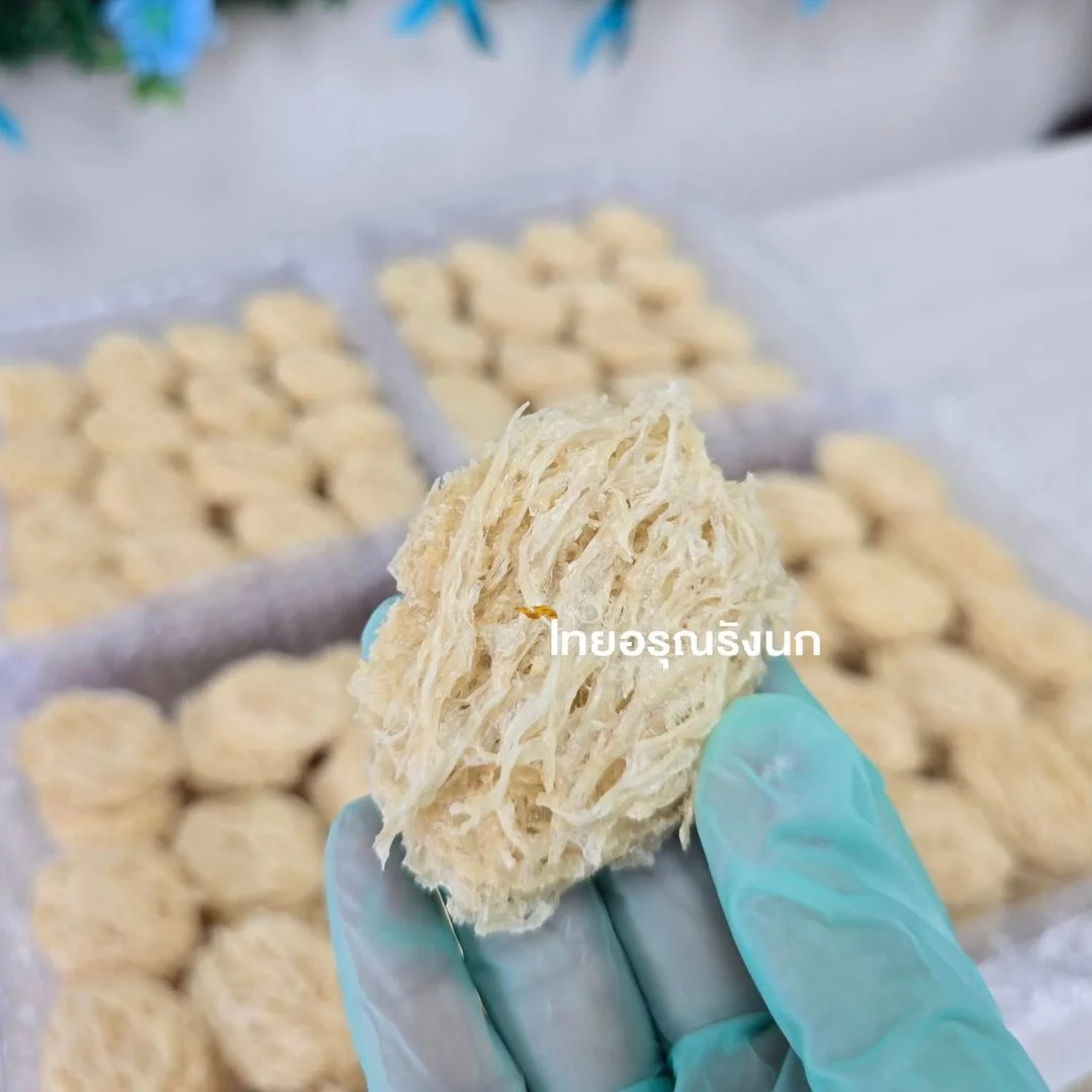 Cave bird’s Nest - Image 2
